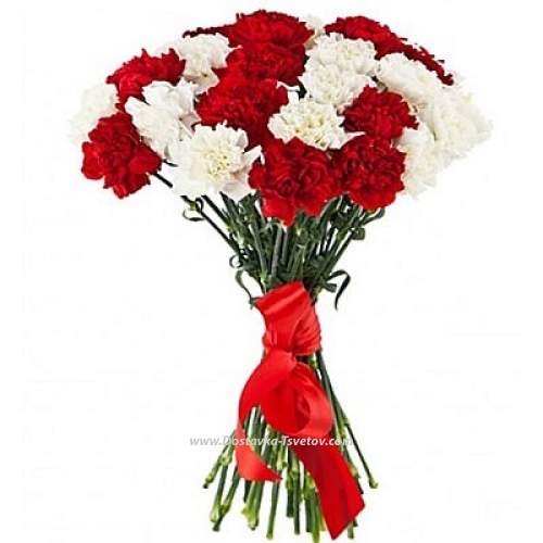 Red and white carnations "Motherland"