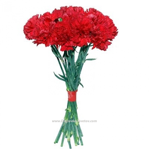 Red carnations "Victory Day"