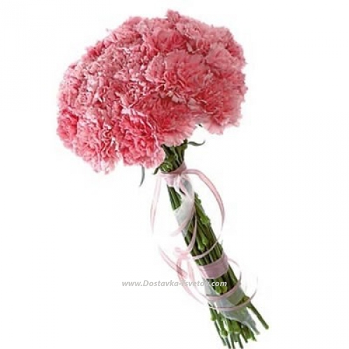 Pink carnations "Cascade"