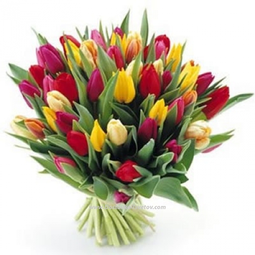 Multicolored tulips "Dance"