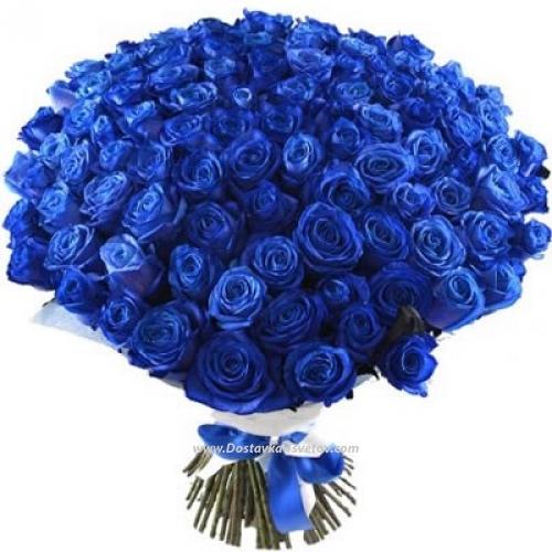 Blue rose "101 Dolphins"