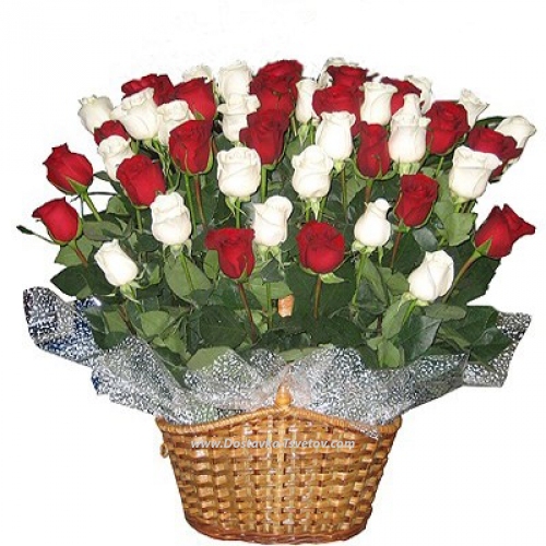 Red and white roses "Verona"