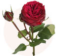sostav